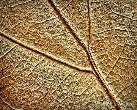 Oak Leaf Closeup_DSCF00344.jpg - Photographed at Smiths Falls, Ontario, Canada.